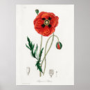 Search for botanical poppy illustration art Vintage