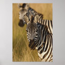 Search for equus posters Africa
