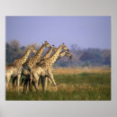Search for game reserve posters Giraffe