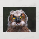 Search for juvenile postcards Owl