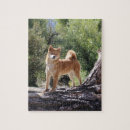 Search for shiba puzzles Inu