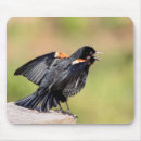 Search for blackbird mouse mats Wildlife