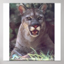 Search for panther art Cougar