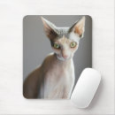 Search for hairless mouse mats Feline