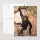 Search for primate postcards Chimps