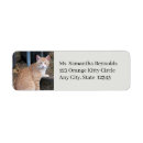 Search for orange tabby cat return address labels Kitty