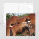 Search for sporting breed postcards Horses