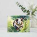 Search for cavy postcards Guinea pig