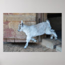 Search for barn posters Goat