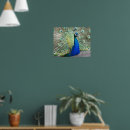Search for blue feathers posters Peafowl