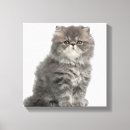 Search for persian canvas prints Feline