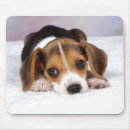 Search for beagle mouse mats Pet