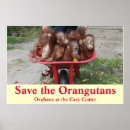 Search for orphans Animals
