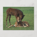 Search for morgan horizontal postcards Equestrian