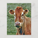 Search for bovines postcards Animals