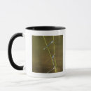 Search for damselfly mugs Nature