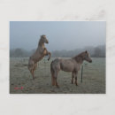 Search for misty postcards Morning