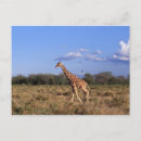 Search for reticulated postcards Side view