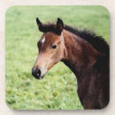 Search for arabian coasters Horse