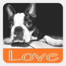 Search for boston terrier puppy stickers Puppies