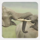 Search for asian elephant stickers Corbett