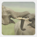 Search for india elephant stickers Wildlife