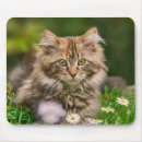 Search for maine coon cat mouse mats Kitten