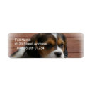 Search for beagle puppy return address labels Beagles