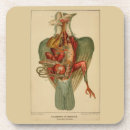 Search for vintage anatomy coasters Illustration