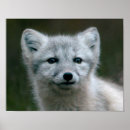 Search for arctic fox posters Nature