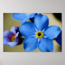 Search for nots posters Forget me nots