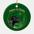 Search for bull terrier Staffy