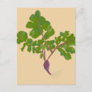 Search for radish postcards Vegan