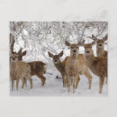 Search for mule deer postcards Wildlife