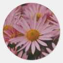 Search for aster stickers Pink