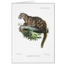 Search for clouded leopards Illustration