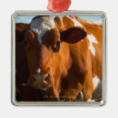 Search for scene christmas tree decorations Cow