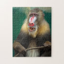 Search for monkey puzzles Wildlife