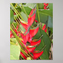 Search for heliconia posters Botanical