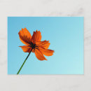Search for single flower horizontal postcards Beautiful