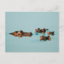 Search for hippo postcards River