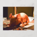 Search for lechon Food