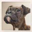 Search for boxer barware Domestic animals