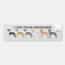 Search for italian greyhound bumper stickers Cute
