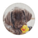 Search for labrador cookware Retriever