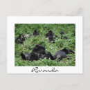 Search for mountain gorilla cards Rwanda