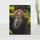 Search for stallions cards Equestrian