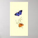Search for black wing posters Nature