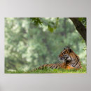 Search for wildlife photography posters Tiger