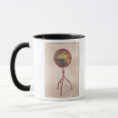Search for terrestrial mugs World